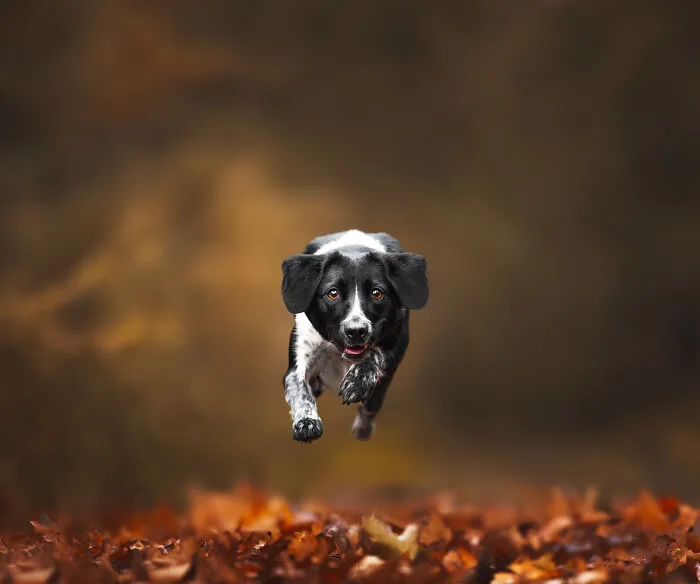 I’m A Dutch Dog Photographer, And These 37 Portraits Celebrate Canine Beauty