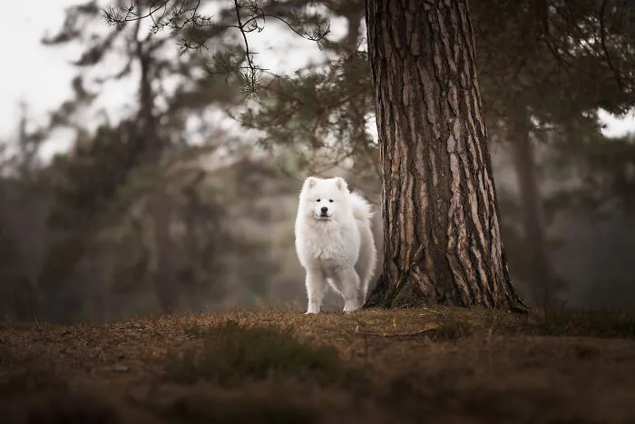 I’m A Dutch Dog Photographer, And These 37 Portraits Celebrate Canine Beauty