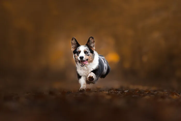 I’m A Dutch Dog Photographer, And These 37 Portraits Celebrate Canine Beauty