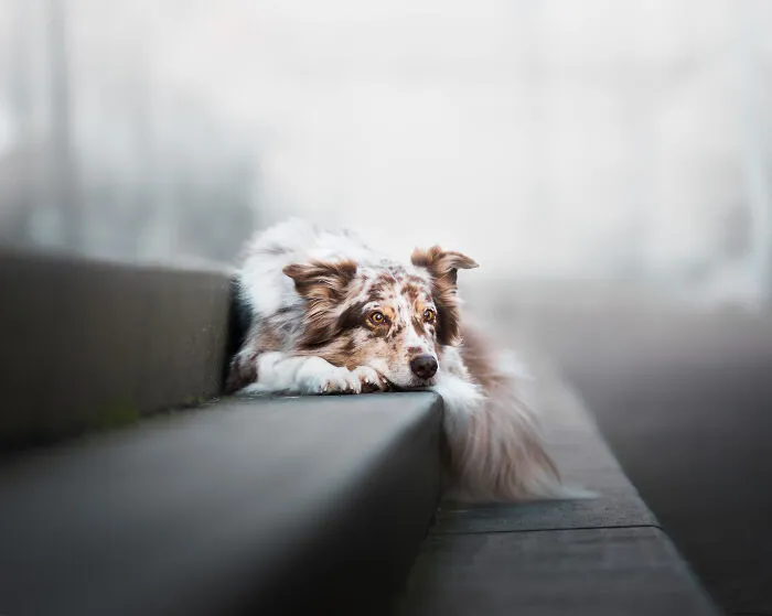 I’m A Dutch Dog Photographer, And These 37 Portraits Celebrate Canine Beauty