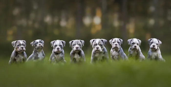 I’m A Dutch Dog Photographer, And These 37 Portraits Celebrate Canine Beauty