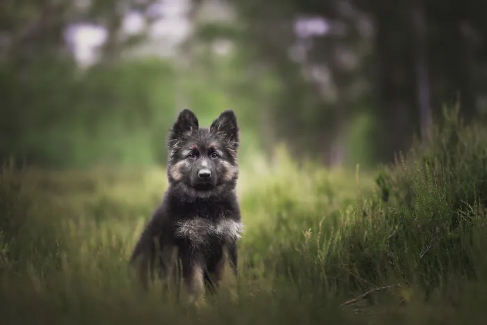 I’m A Dutch Dog Photographer, And These 37 Portraits Celebrate Canine Beauty