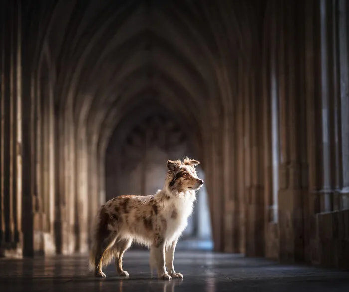 I’m A Dutch Dog Photographer, And These 37 Portraits Celebrate Canine Beauty