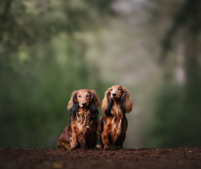 I’m A Dutch Dog Photographer, And These 37 Portraits Celebrate Canine Beauty