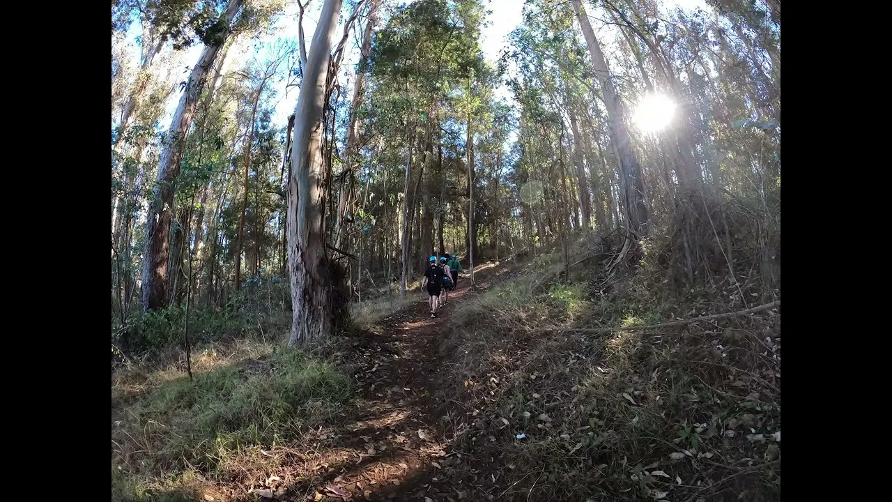 Brandmill Dwyer Experience- Sun Shimmers In The Early Evening Trees