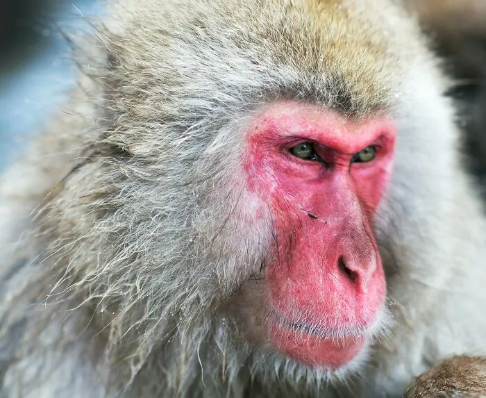 Monkeys Tried To Snatch Babies In The City Of Yamaguchi