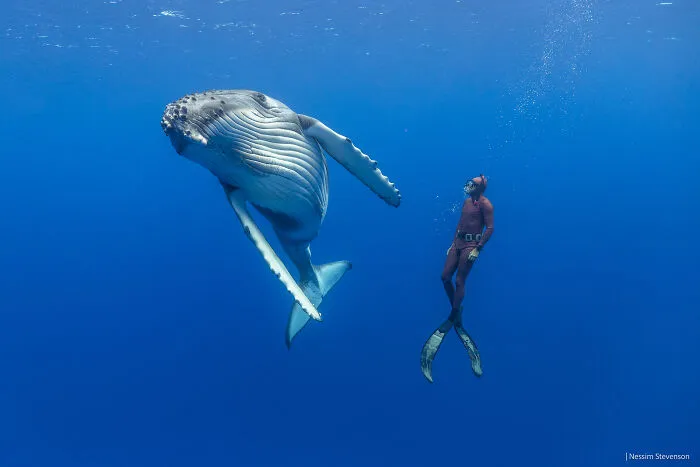 The Photographer Dedicated To Marine Conservation Captured These 30 Captivating Pics