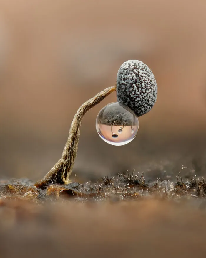 Third Place: "Slime Moulds And Reflections" By Kamilla Szava-Oberndorfer