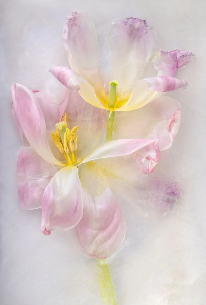 Finalist: "Tulip Gift In Ice" By Kathleen Clemons