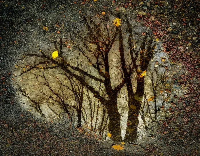 Winner: "Puddle Reflection" By Linda Repasky