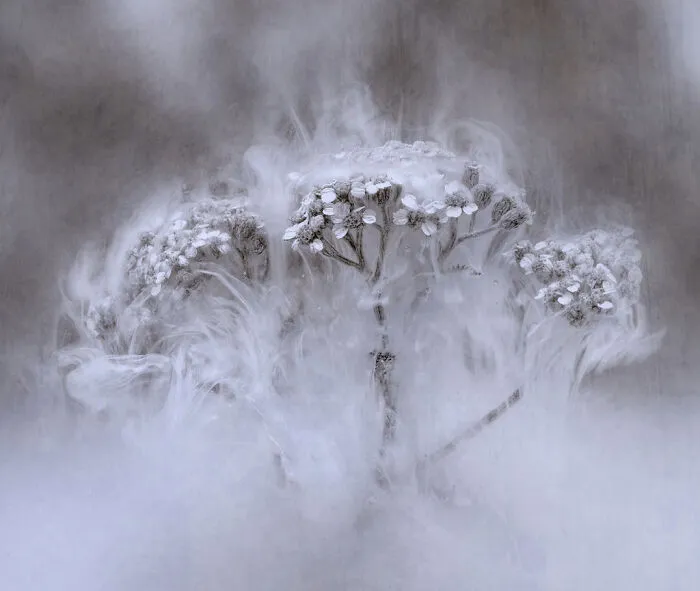 Finalist: "Deluge" By Noelle Bennett
