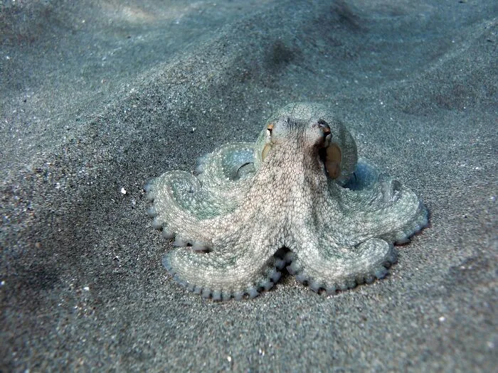 Truman The Octopus Used An Aquarium Volunteer For Target Practice