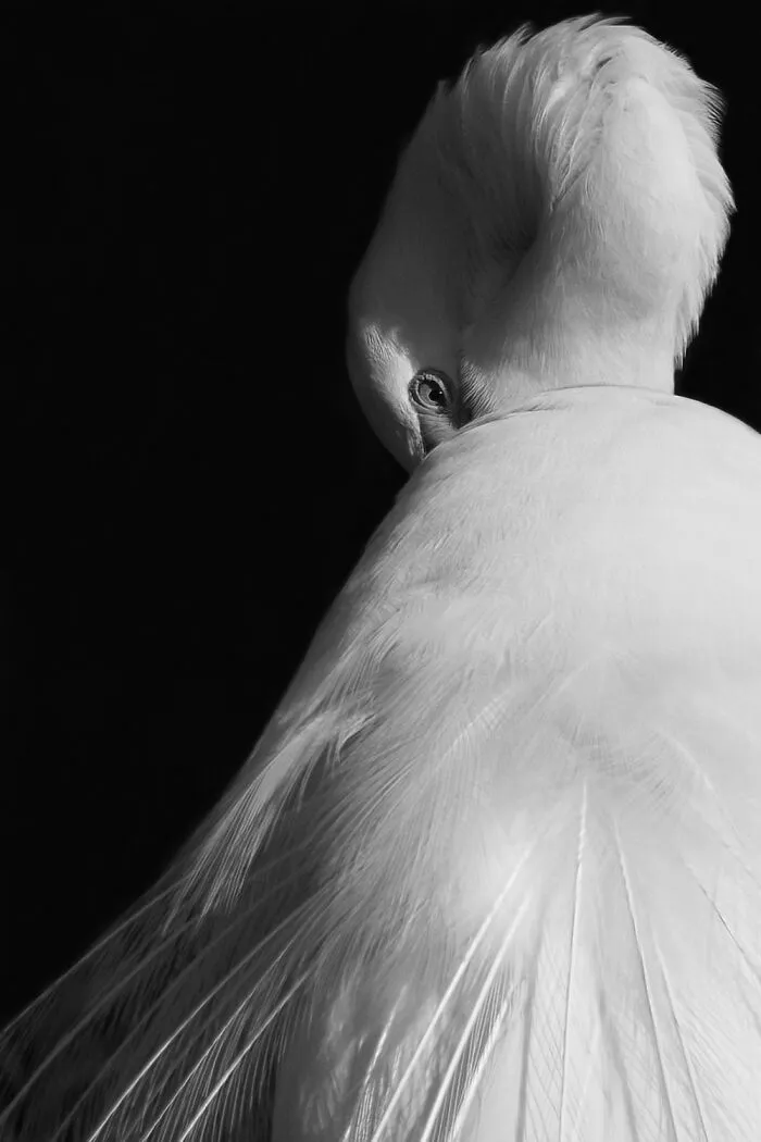 Veil Of Grace