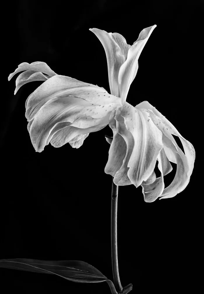 Ballerina | Gold In Professionals Category | Category Winners