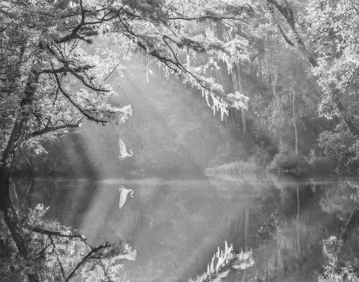Swamp Idyll | 3rd Place In Non Professionals Category | Contest Winners
