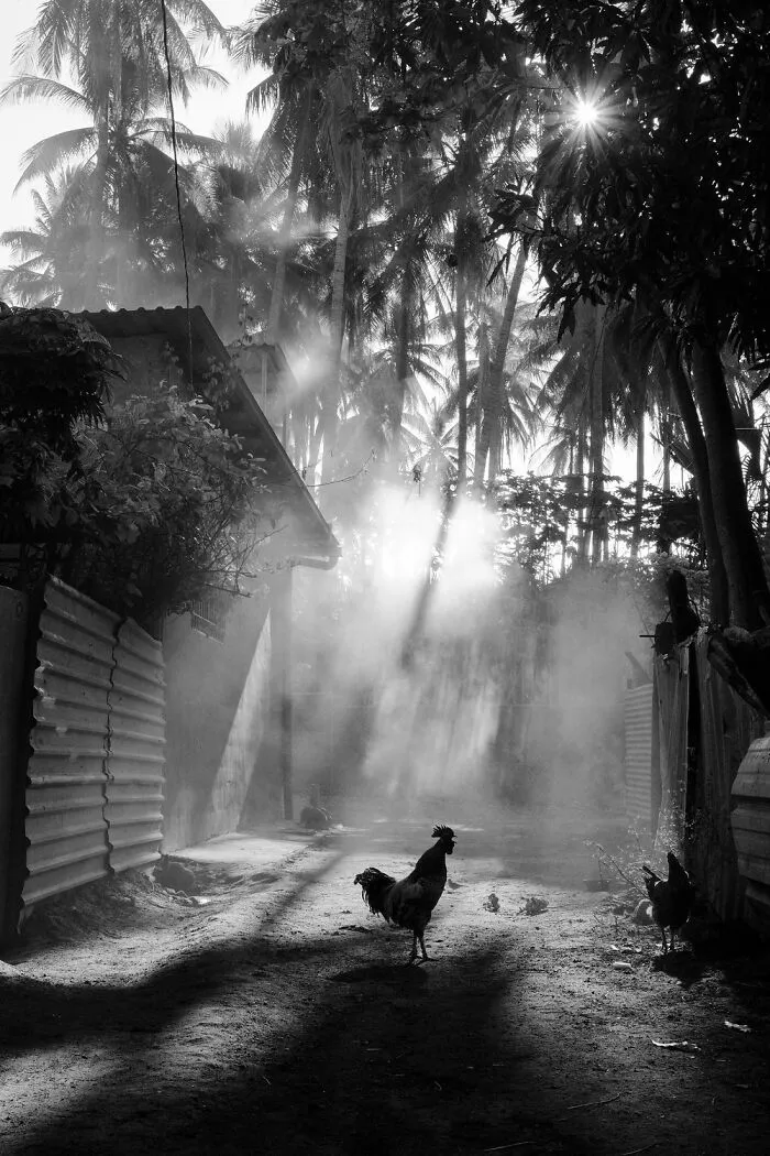 The Rooster's Crow | Gold In Non Professionals Category | Category Winners