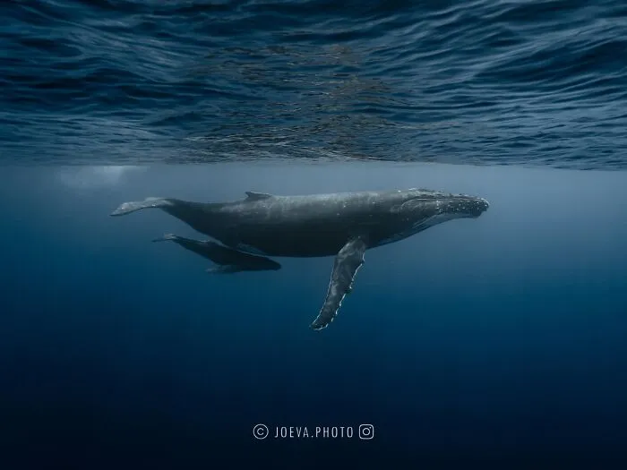If You Love The Ocean, You Might Want To See These 35 Underwater Photos By Joeva Dachelet