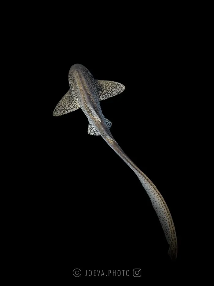 If You Love The Ocean, You Might Want To See These 35 Underwater Photos By Joeva Dachelet
