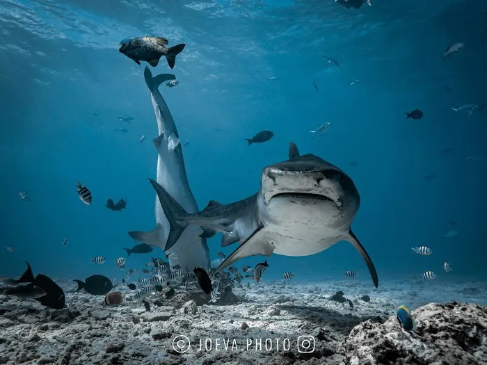 If You Love The Ocean, You Might Want To See These 35 Underwater Photos By Joeva Dachelet