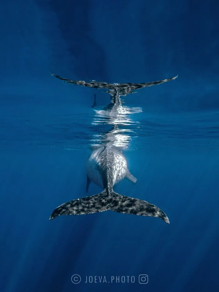 If You Love The Ocean, You Might Want To See These 35 Underwater Photos By Joeva Dachelet