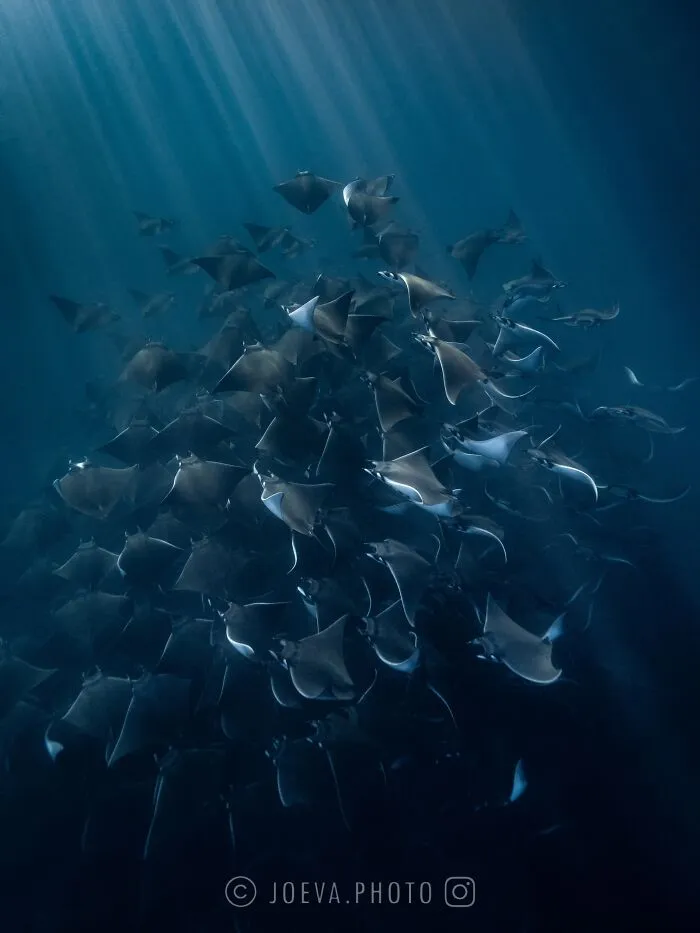 If You Love The Ocean, You Might Want To See These 35 Underwater Photos By Joeva Dachelet