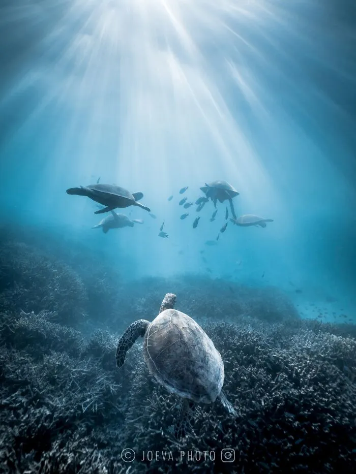 If You Love The Ocean, You Might Want To See These 35 Underwater Photos By Joeva Dachelet