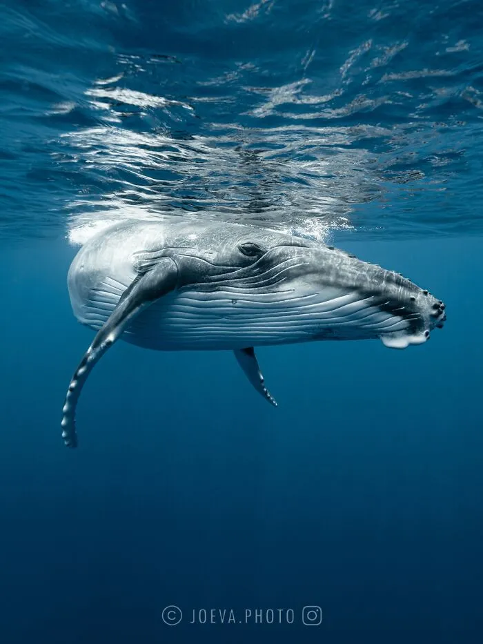 If You Love The Ocean, You Might Want To See These 35 Underwater Photos By Joeva Dachelet