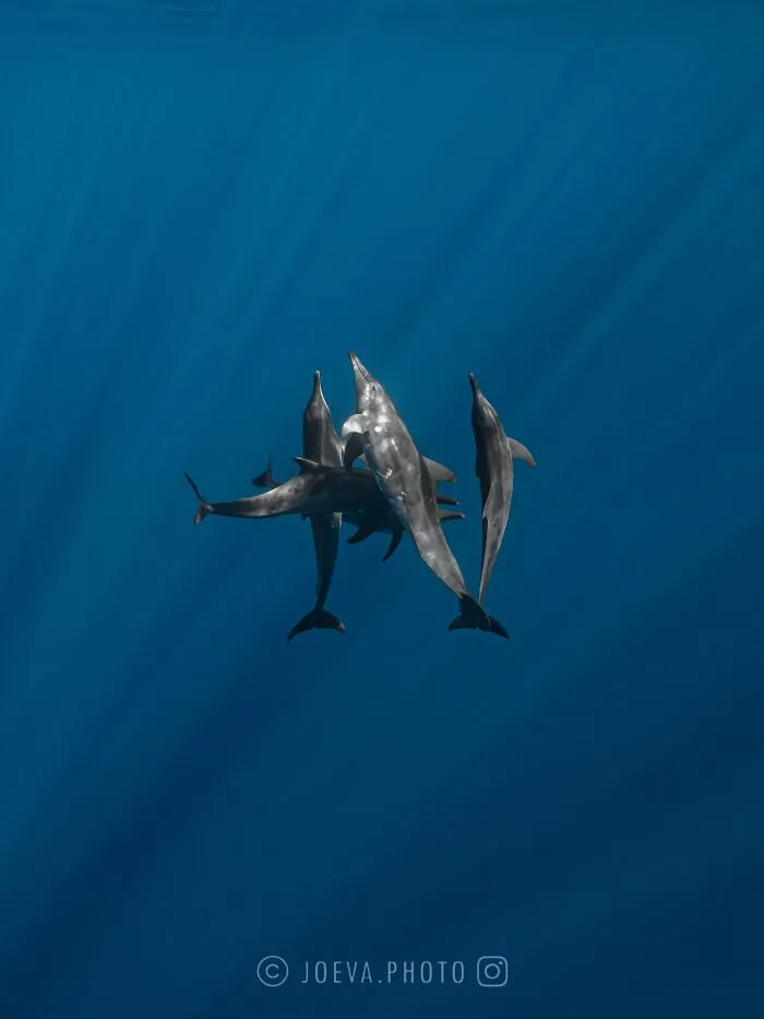 If You Love The Ocean, You Might Want To See These 35 Underwater Photos By Joeva Dachelet
