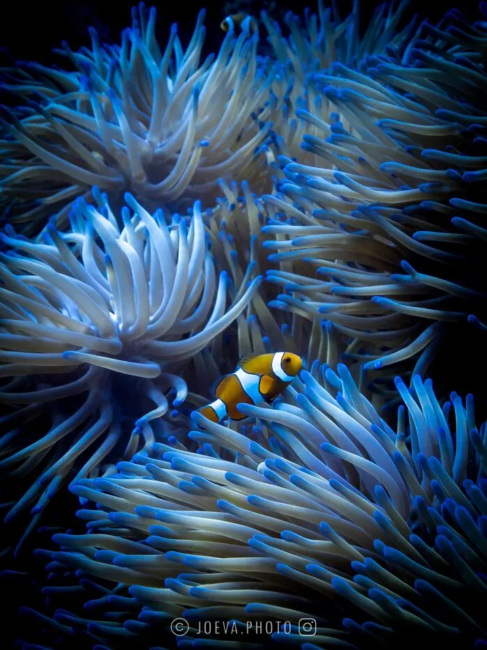 If You Love The Ocean, You Might Want To See These 35 Underwater Photos By Joeva Dachelet