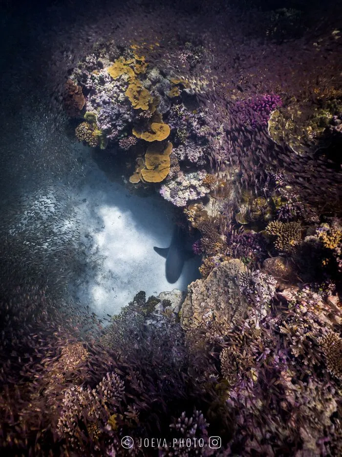 If You Love The Ocean, You Might Want To See These 35 Underwater Photos By Joeva Dachelet