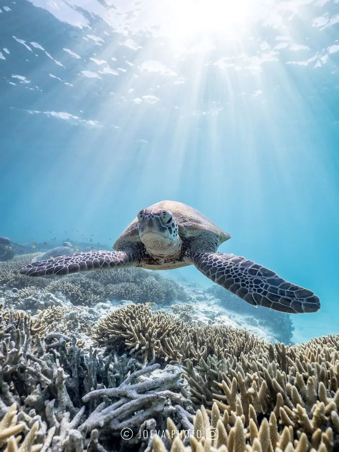 If You Love The Ocean, You Might Want To See These 35 Underwater Photos By Joeva Dachelet