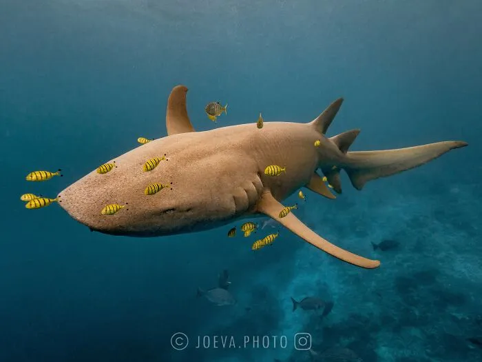 If You Love The Ocean, You Might Want To See These 35 Underwater Photos By Joeva Dachelet