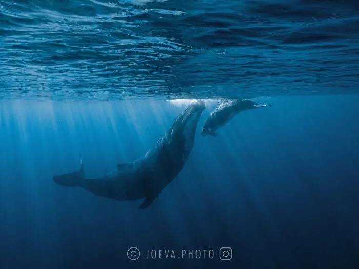 If You Love The Ocean, You Might Want To See These 35 Underwater Photos By Joeva Dachelet