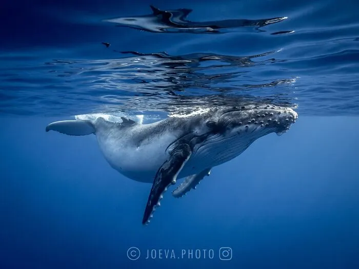 If You Love The Ocean, You Might Want To See These 35 Underwater Photos By Joeva Dachelet
