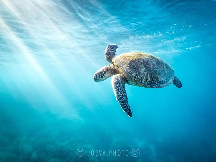 If You Love The Ocean, You Might Want To See These 35 Underwater Photos By Joeva Dachelet