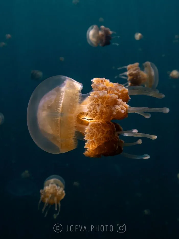 If You Love The Ocean, You Might Want To See These 35 Underwater Photos By Joeva Dachelet