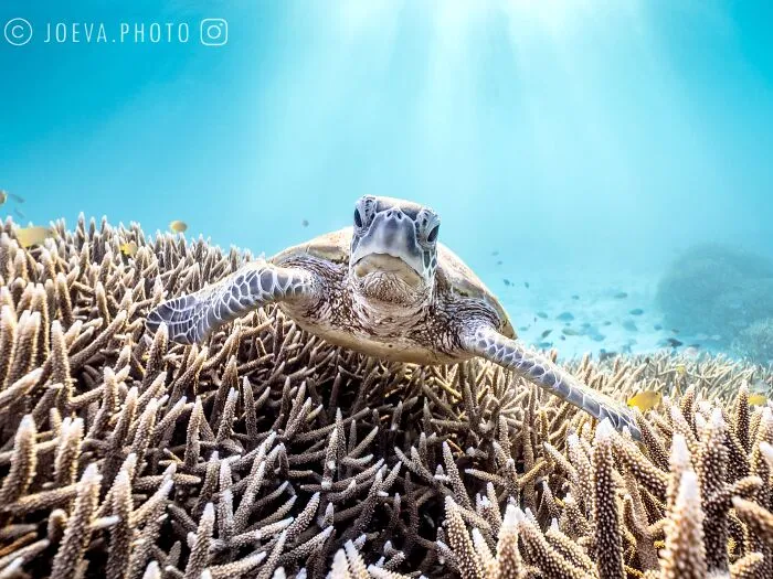 If You Love The Ocean, You Might Want To See These 35 Underwater Photos By Joeva Dachelet