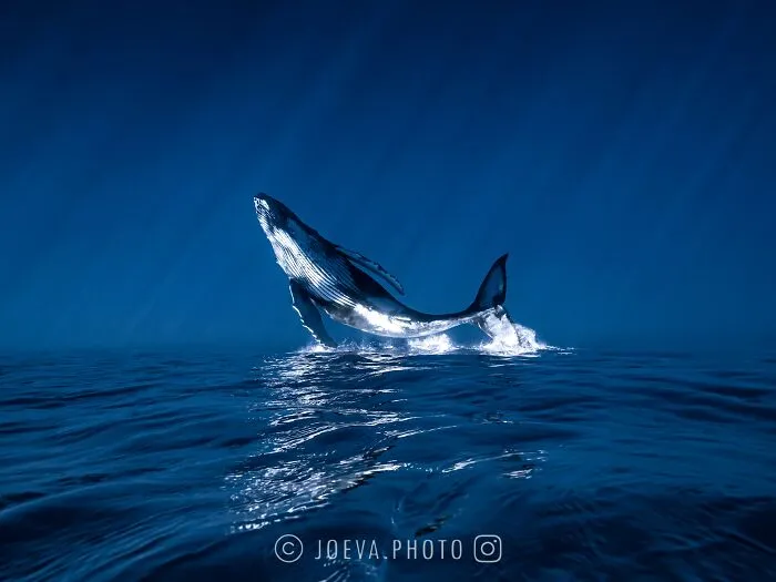 If You Love The Ocean, You Might Want To See These 35 Underwater Photos By Joeva Dachelet