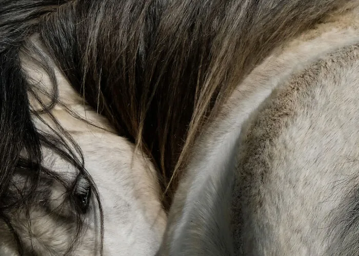 Finalist: "Wild Welsh Pony" By Richard Sambrook
