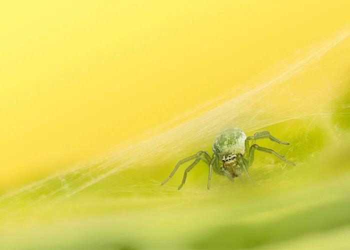 Finalist: "Green Meshweaver" By Ryan Dale