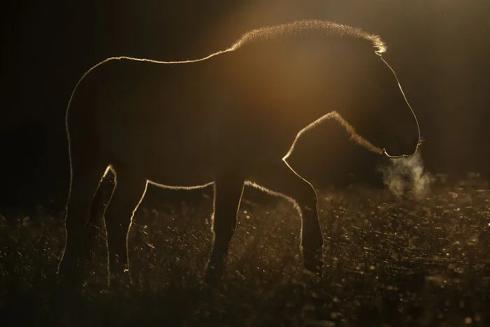 Photographer Captured 30 Captivating Images Depicting The Life Of Wild Animals