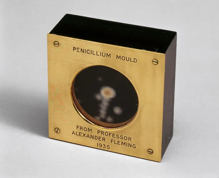 Alexander Fleming's Accidental Discovery Of Penicillin