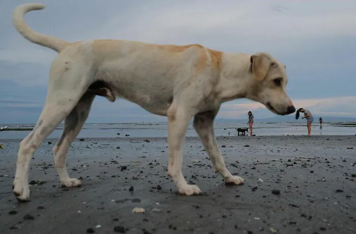 38 Candid Dog Moments Captured By This Street Photographer