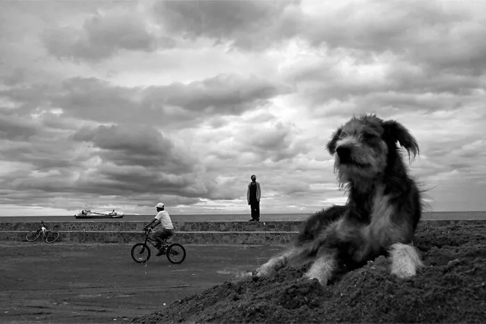 38 Candid Dog Moments Captured By This Street Photographer