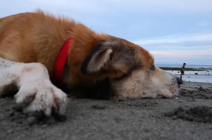 38 Candid Dog Moments Captured By This Street Photographer