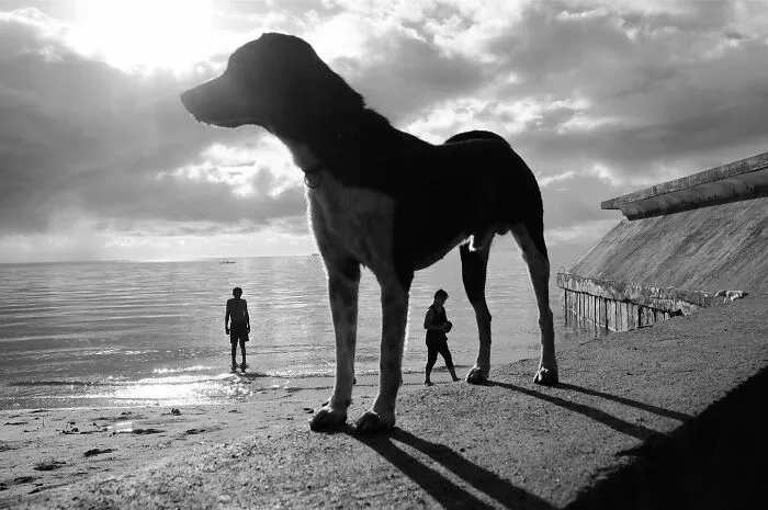38 Candid Dog Moments Captured By This Street Photographer