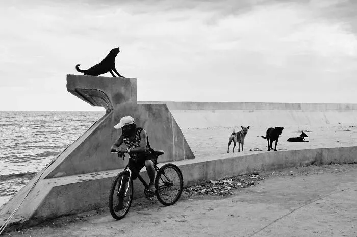38 Candid Dog Moments Captured By This Street Photographer