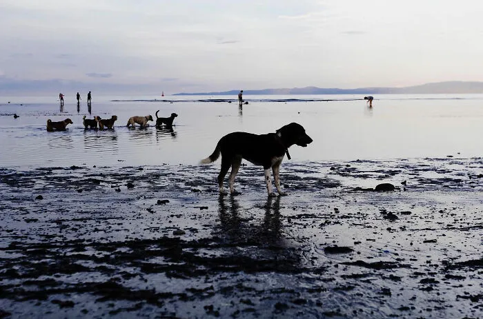 38 Candid Dog Moments Captured By This Street Photographer