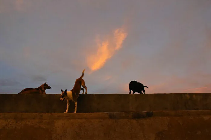 38 Candid Dog Moments Captured By This Street Photographer