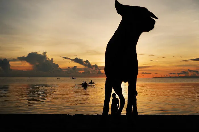 38 Candid Dog Moments Captured By This Street Photographer